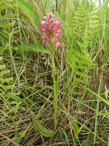 Satyrium breve