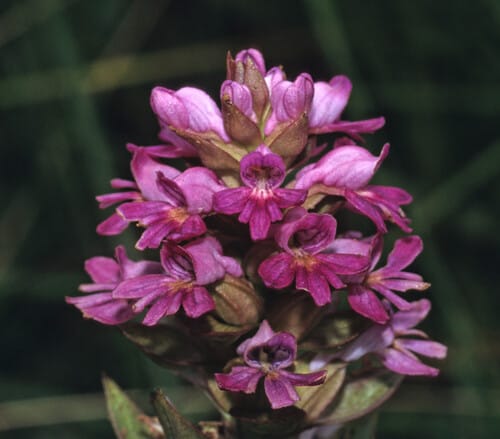 Satyrium breve — photo