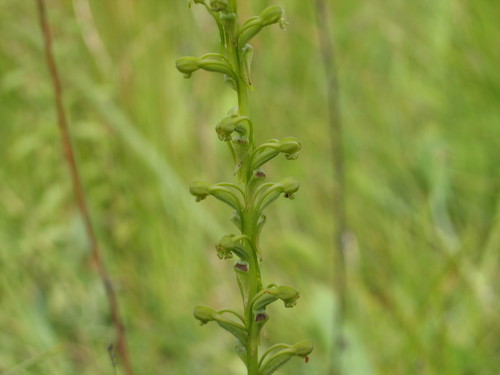 Satyrium chlorocorys — photo