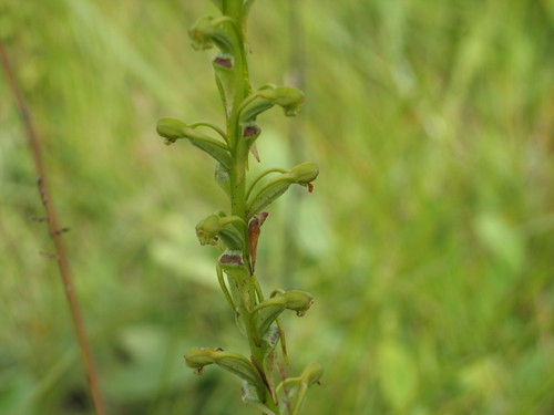 Satyrium chlorocorys — photo