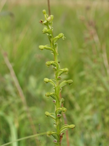 Satyrium chlorocorys