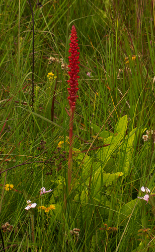 Satyrium coriophoroides — photo