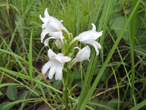 Satyrium kitimboense — photo