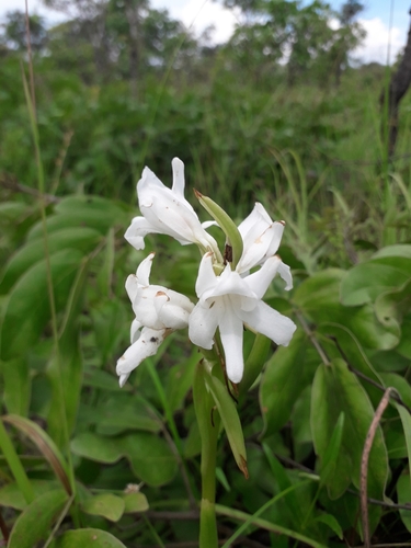 Satyrium kitimboense — photo