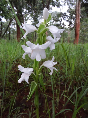 Satyrium kitimboense