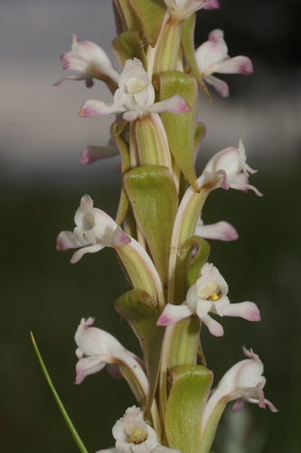 Satyrium longicauda (Blushing bride satyrium) — photo