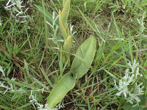 Satyrium longicauda (Blushing bride satyrium) — photo