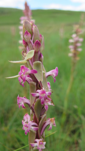 Satyrium longicauda