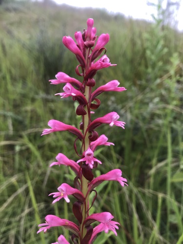 Satyrium macrophyllum (Pink-head orchid) — photo