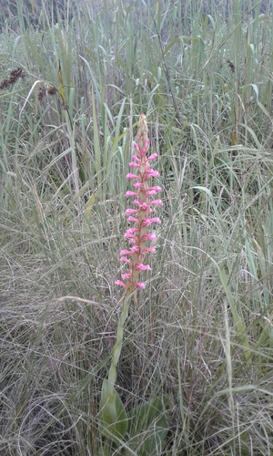 Satyrium macrophyllum (Pink-head orchid) — photo