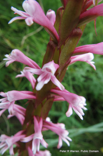 Satyrium macrophyllum