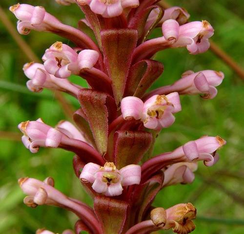 Satyrium neglectum (Pink-candle orchid) — photo