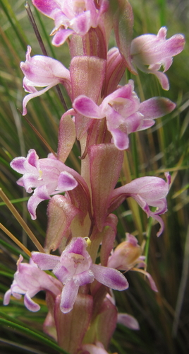Satyrium neglectum (Pink-candle orchid) — photo