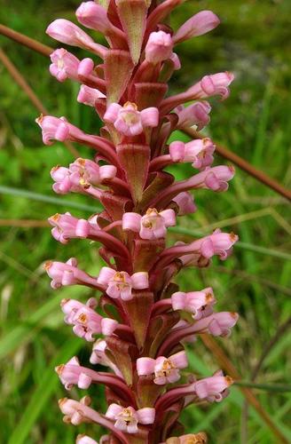 Satyrium neglectum