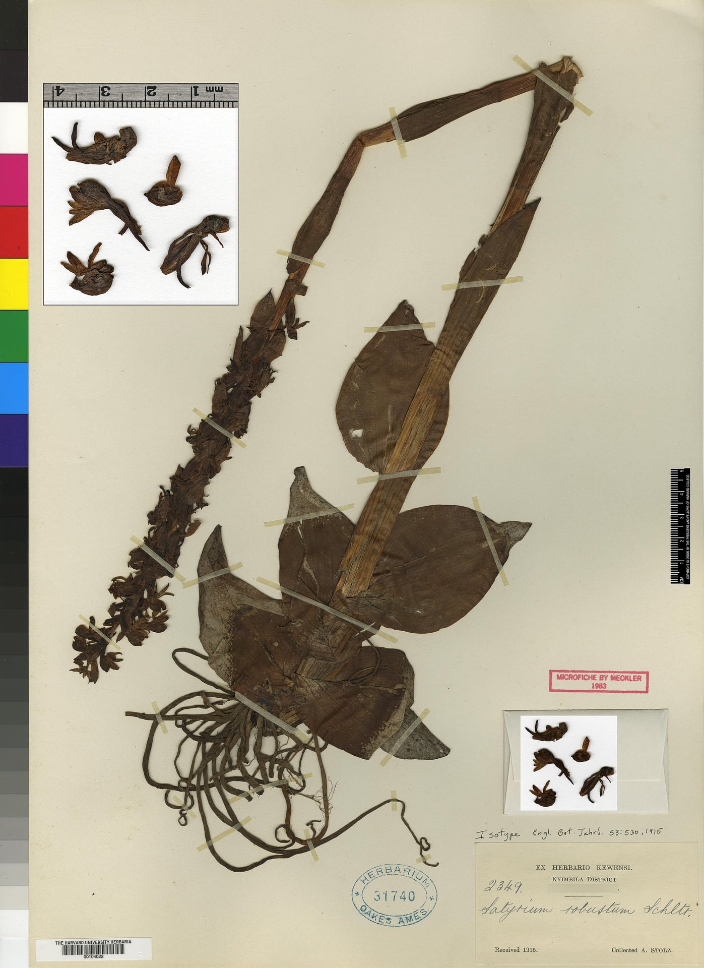 Satyrium robustum — photo