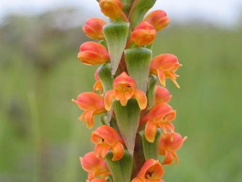 Satyrium sceptrum