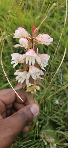 Satyrium sphaerocarpum — photo