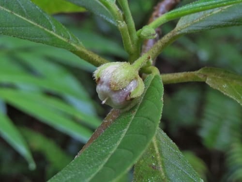Saurauia andreana (Andre’s Saurauia) — photo
