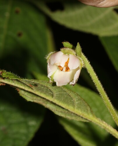 Saurauia andreana