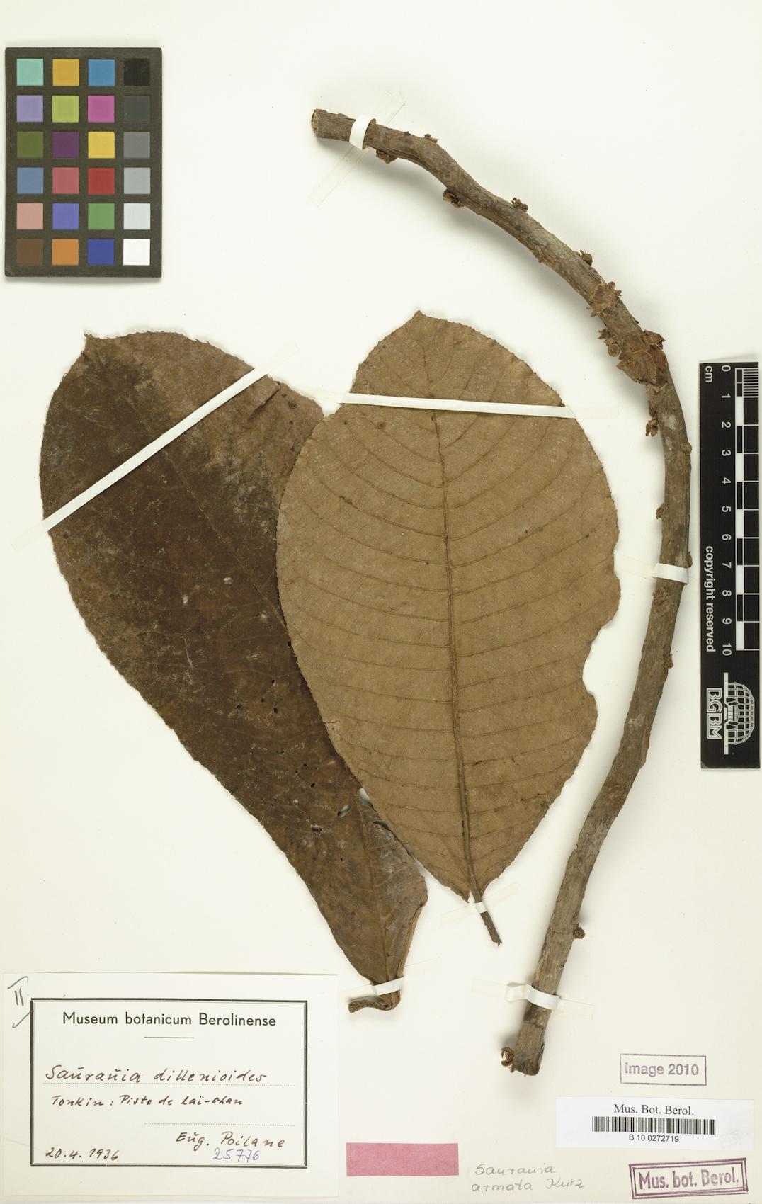 Saurauia armata — photo