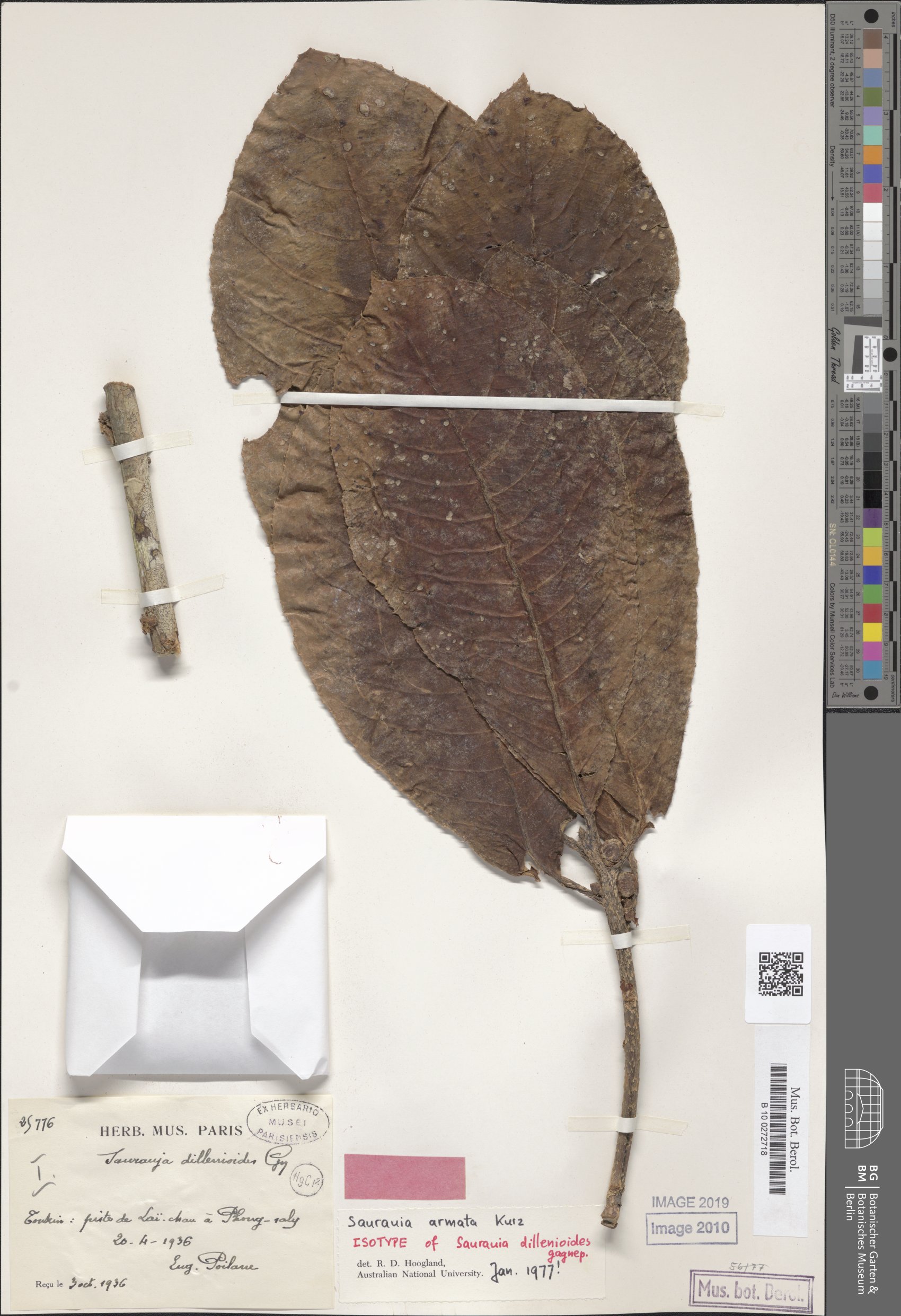 Saurauia armata — photo