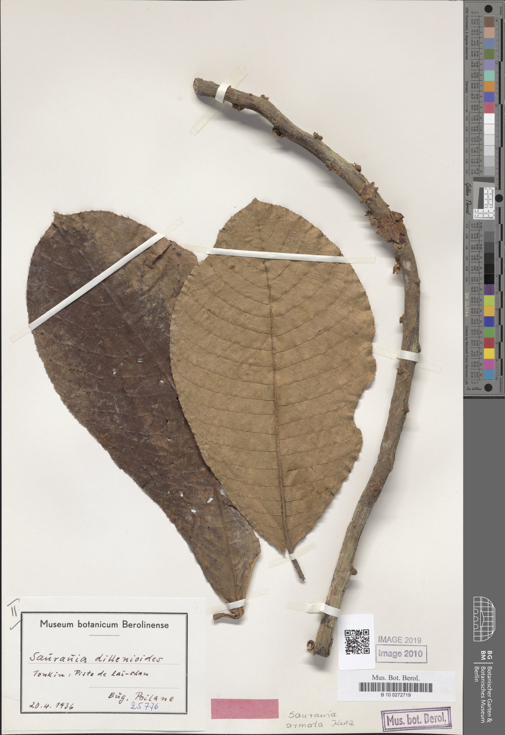 Saurauia armata