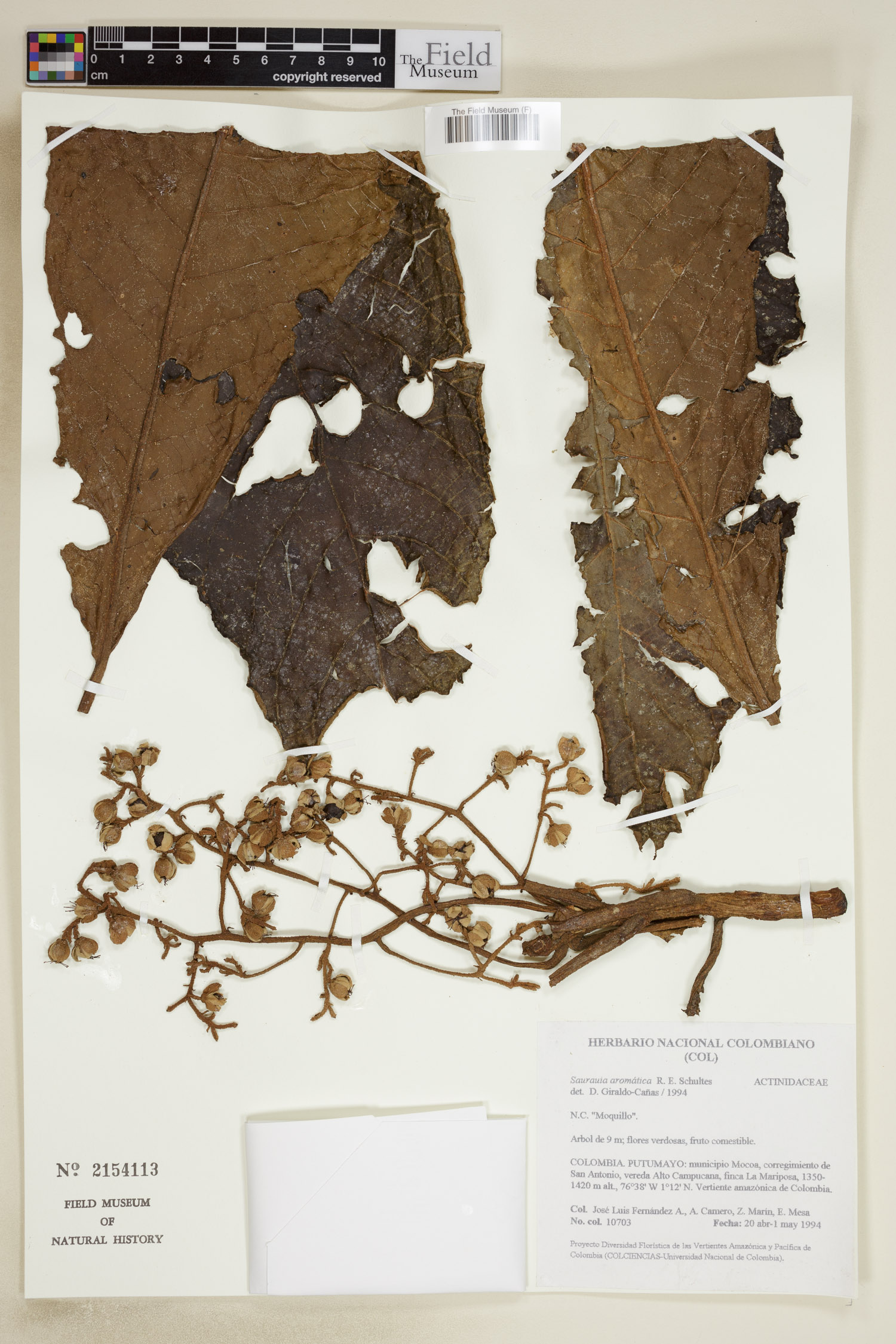 Saurauia aromatica (Fragrant saurauia) — photo