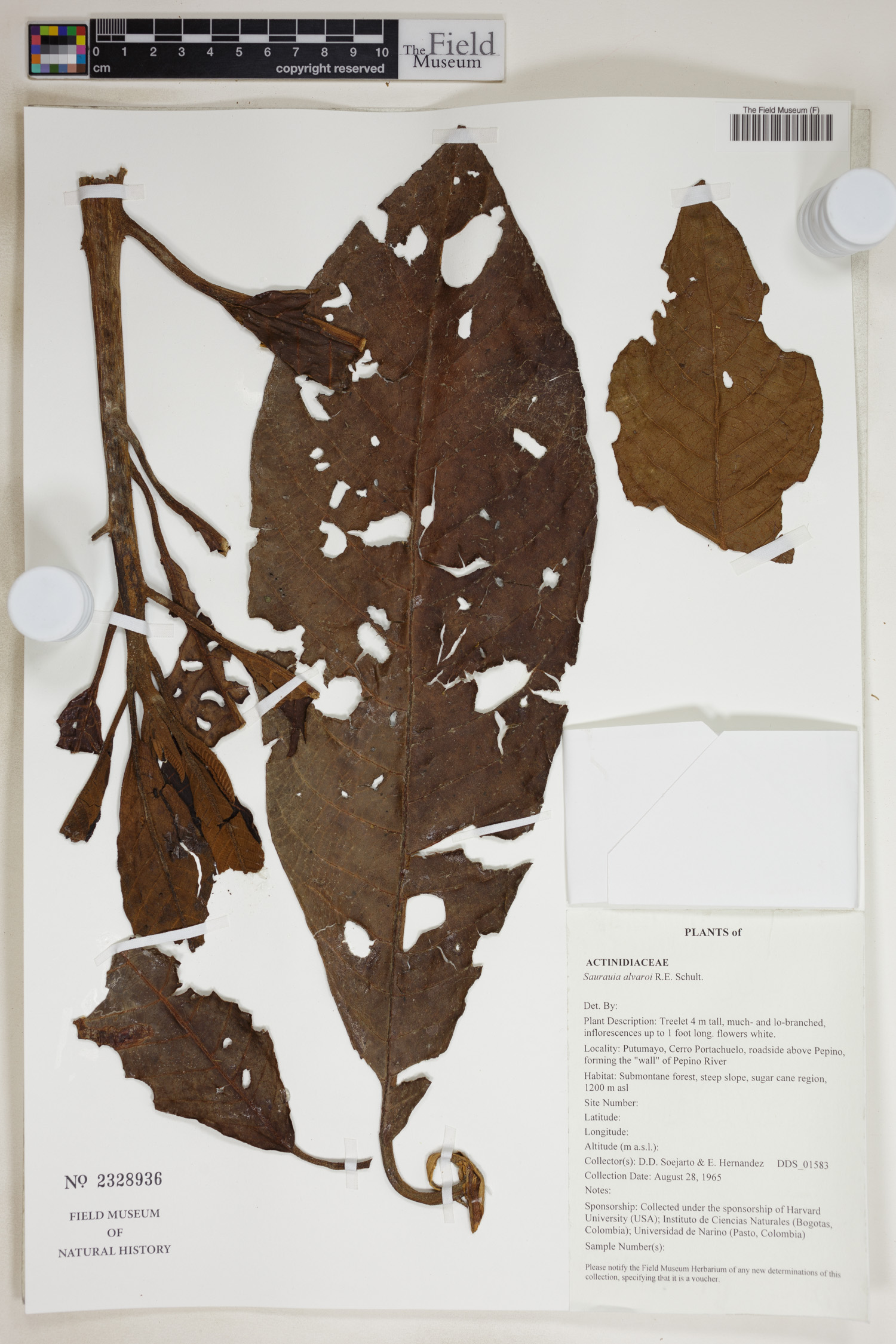 Saurauia aromatica (Fragrant saurauia) — photo