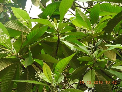 Saurauia aspera — photo