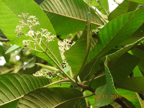 Saurauia aspera