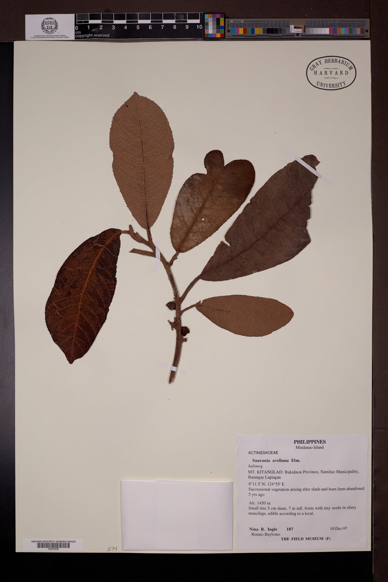 Saurauia avellana (Baring) — photo
