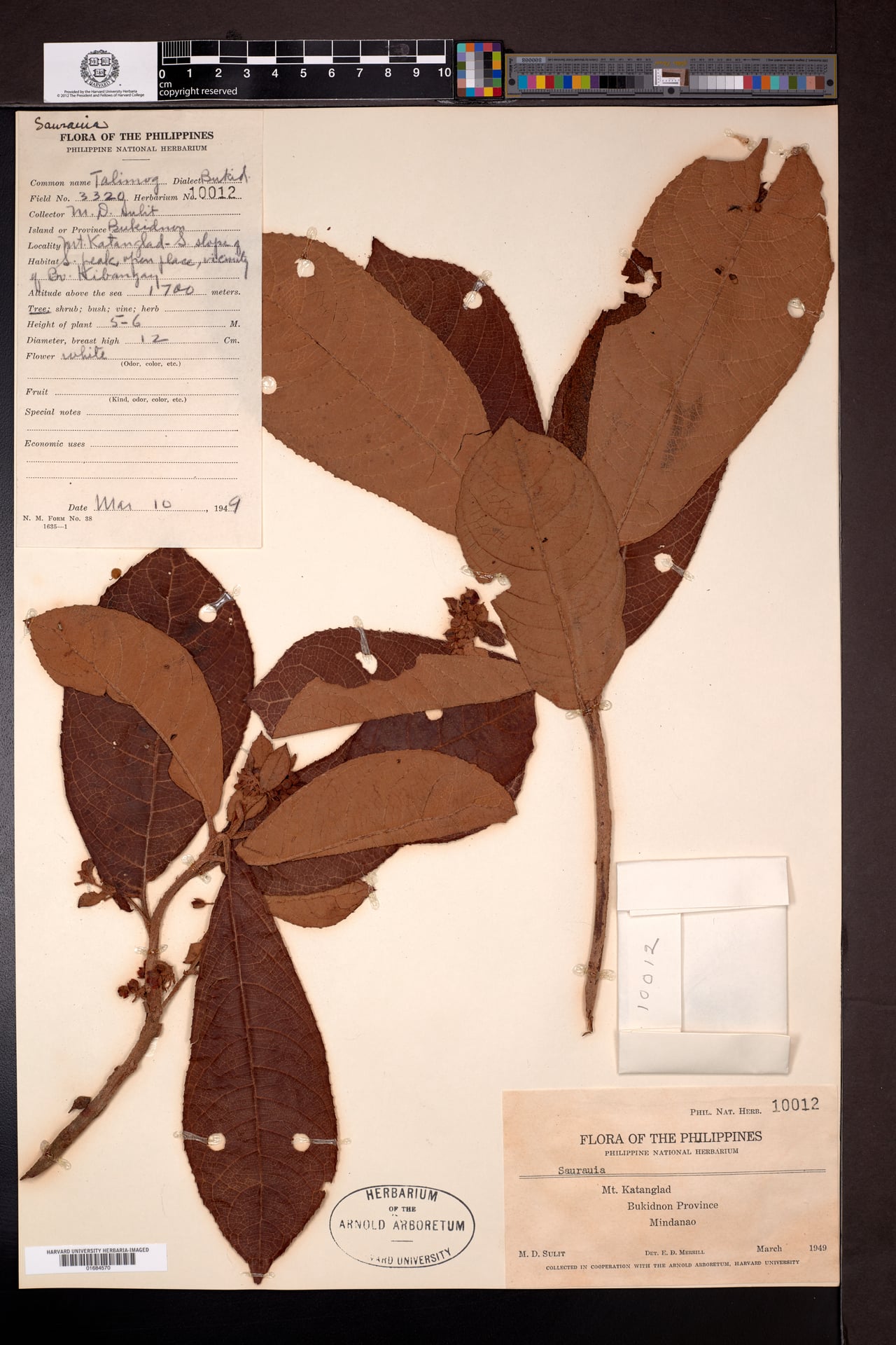 Saurauia avellana (Baring) — photo