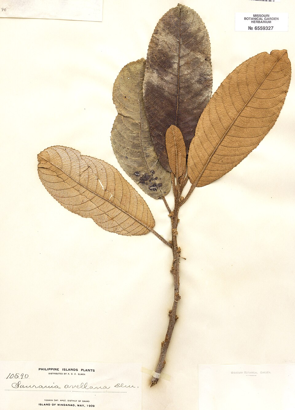 Saurauia avellana