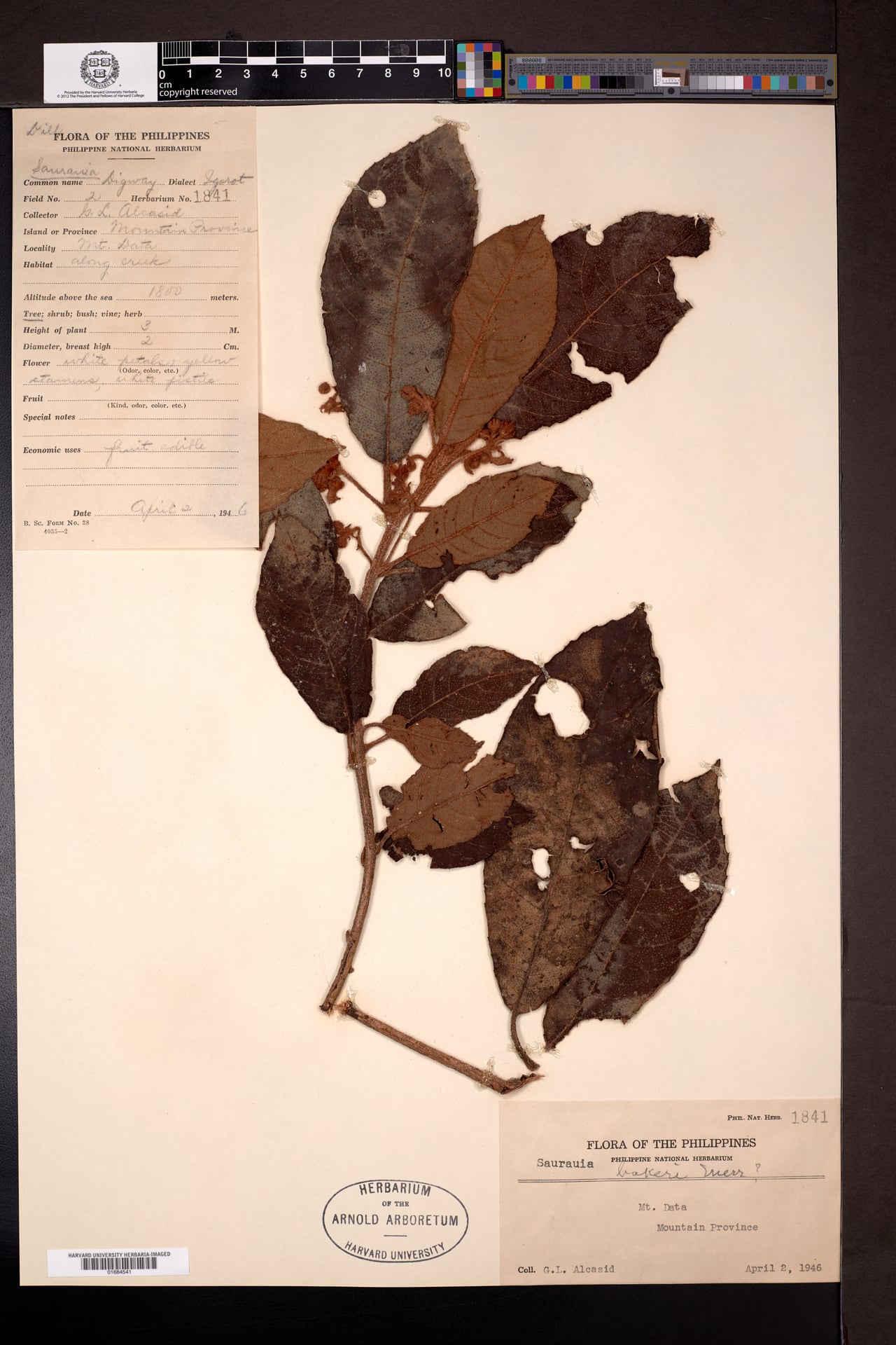 Saurauia bakeri — photo