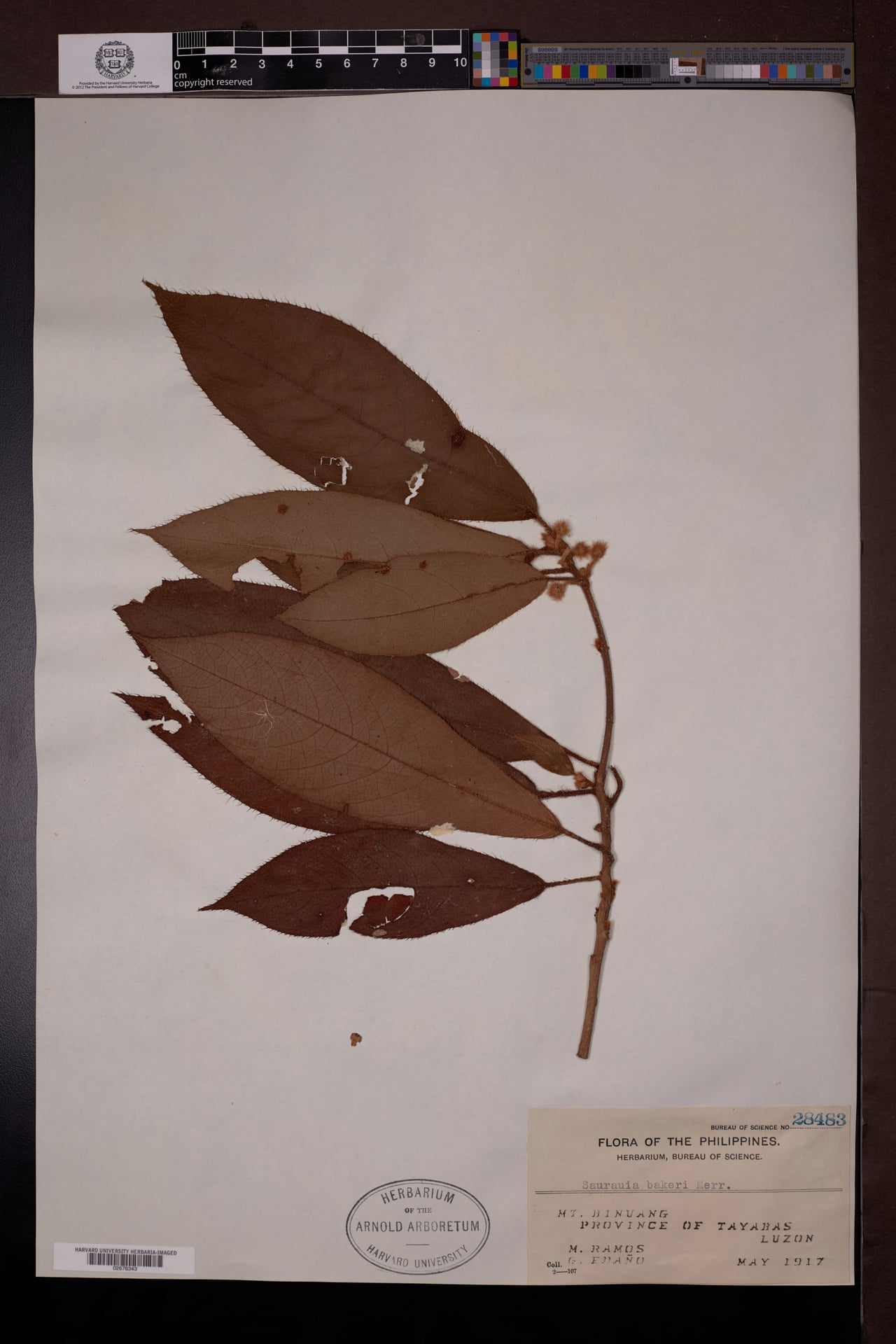 Saurauia bakeri — photo