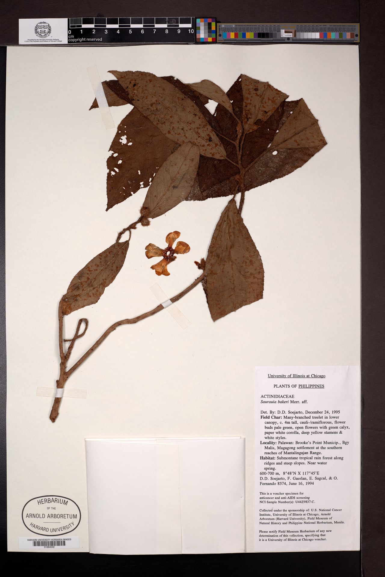 Saurauia bakeri