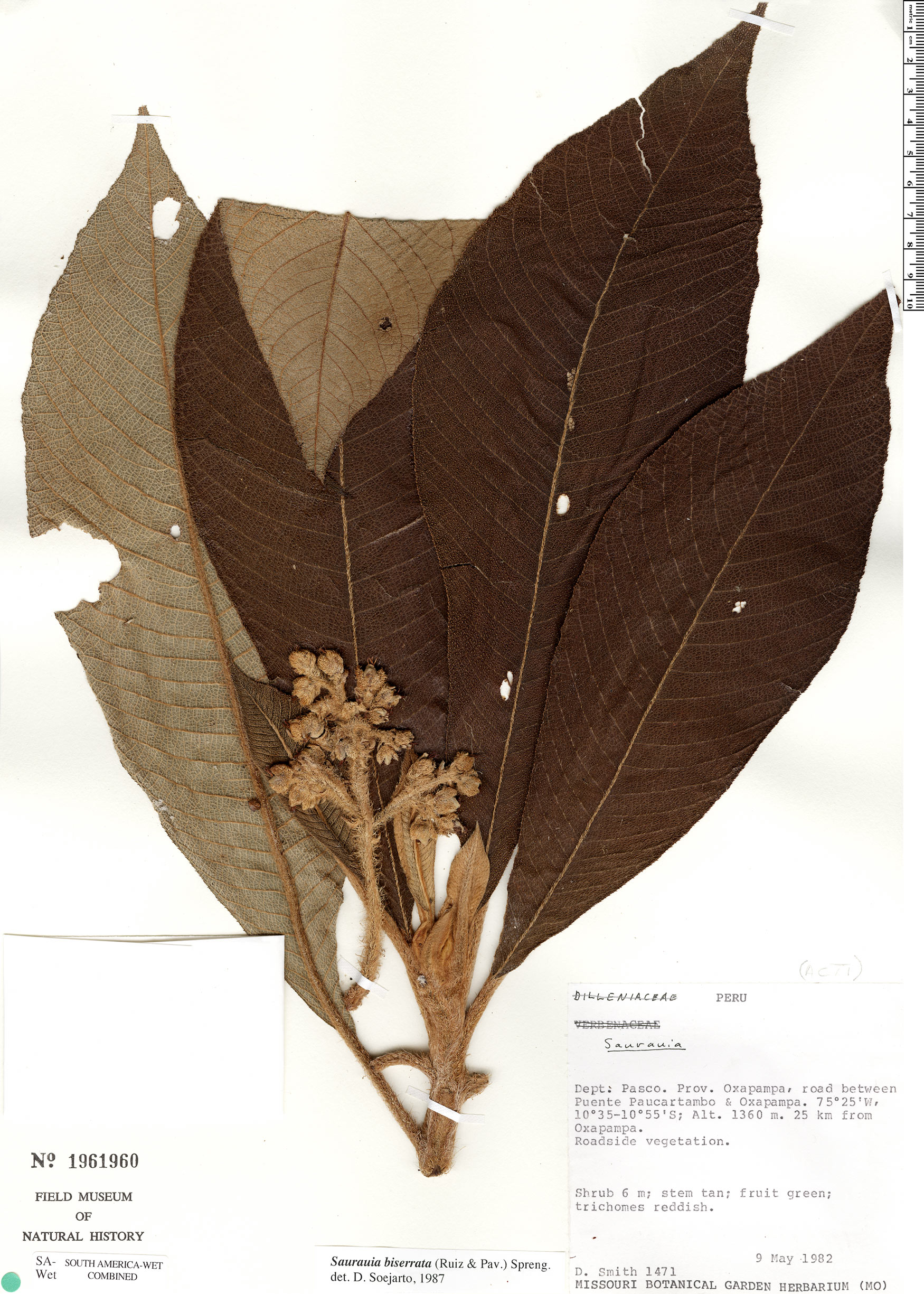 Saurauia biserrata (Biserrate saurauia) — photo