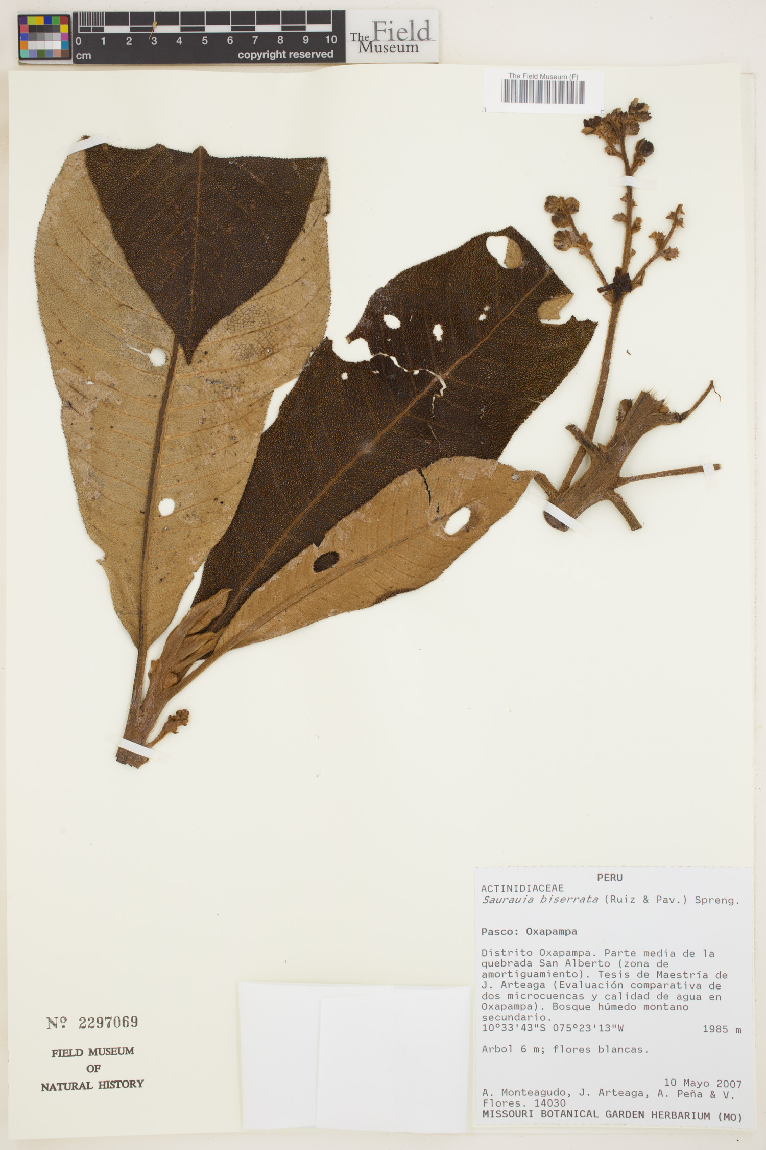 Saurauia biserrata