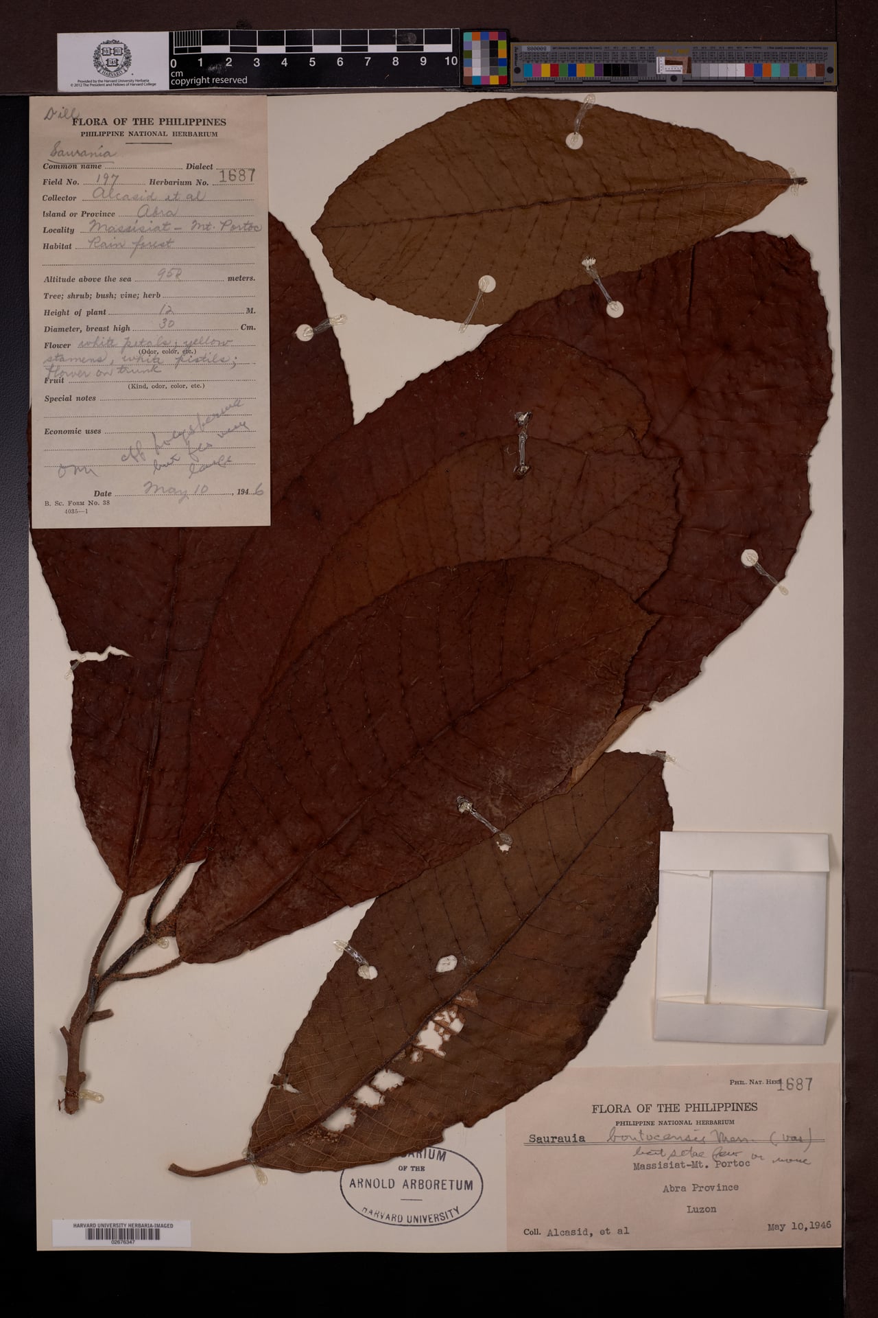 Saurauia bontocensis (Degway) — photo