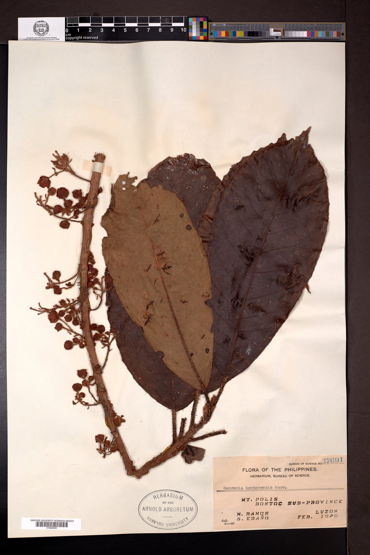Saurauia bontocensis (Degway) — photo