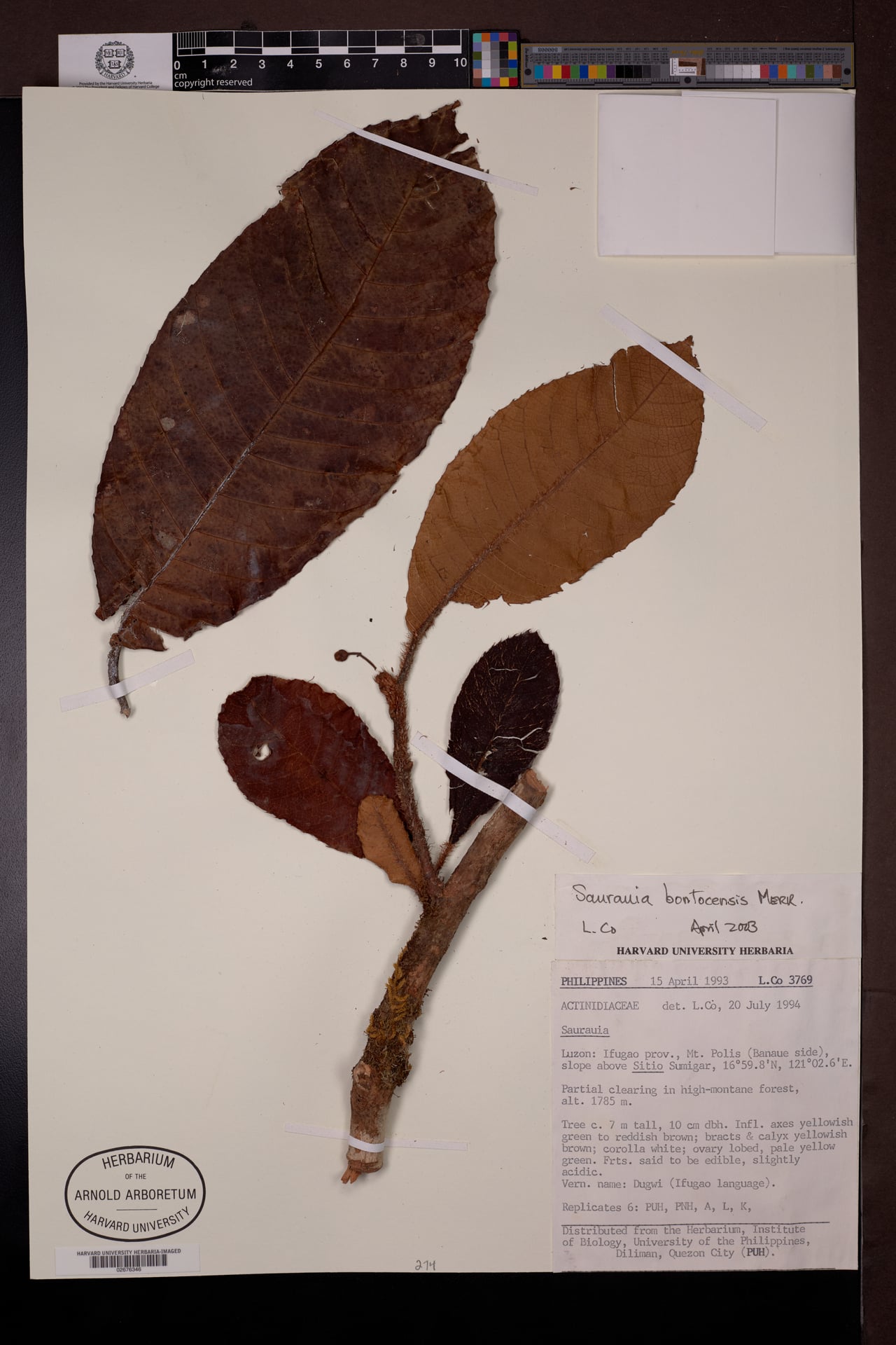 Saurauia bontocensis