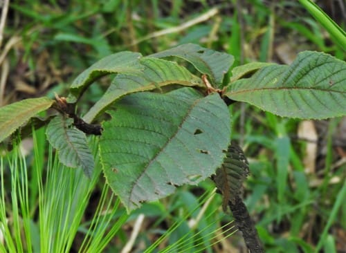 Saurauia brachybotrys — photo