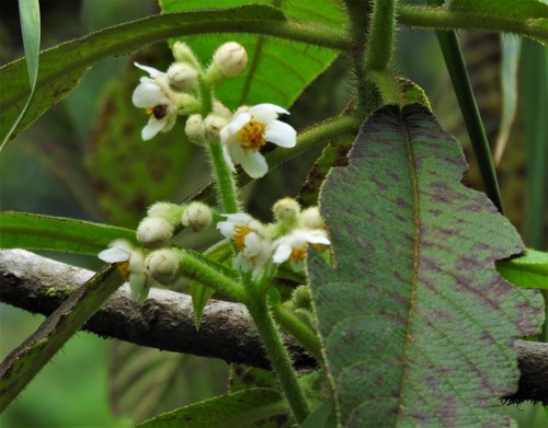 Saurauia brachybotrys