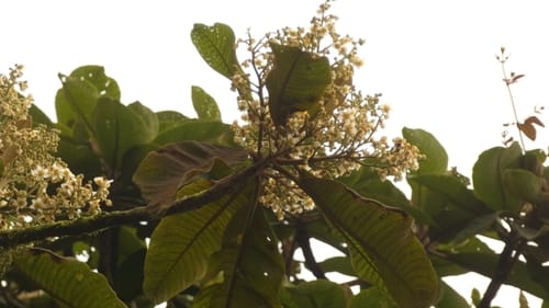 Saurauia bullosa (Jicamillo) — photo