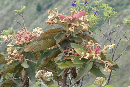 Saurauia bullosa
