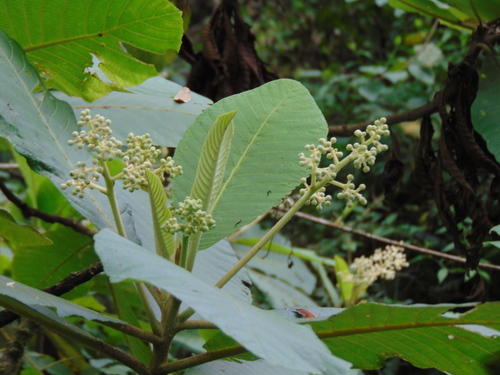 Saurauia cerea