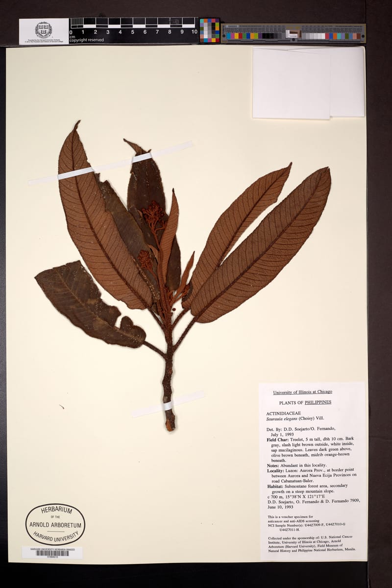 Saurauia elegans (Uyok) — photo