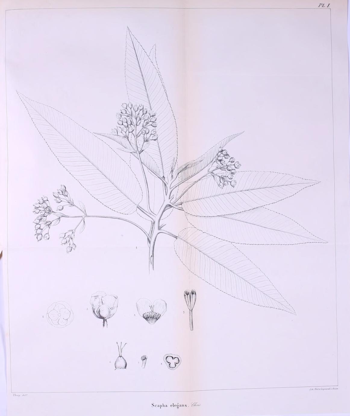 Saurauia elegans