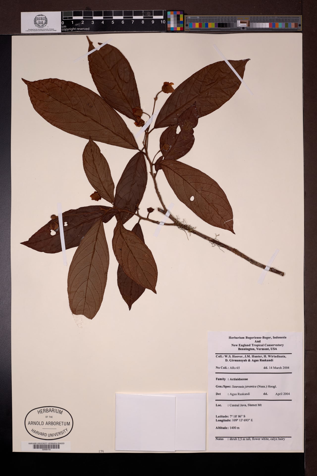 Saurauia javanica — photo