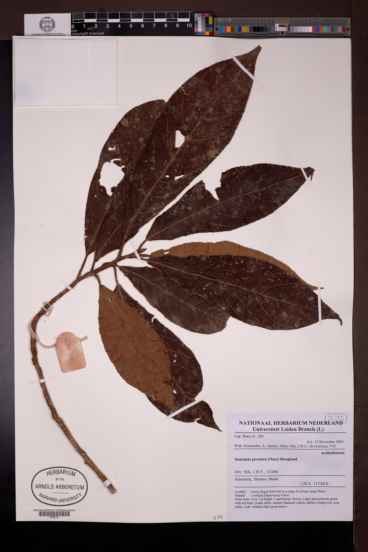 Saurauia javanica